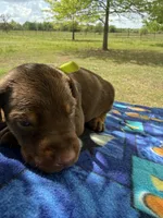 McCoy, a male Doberman Pinscher for sale in Spiro, OK – Photo 1 of 7