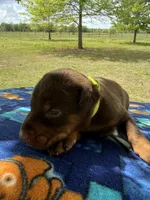 McCoy, a male Doberman Pinscher for sale in Spiro, OK – Photo 2 of 7