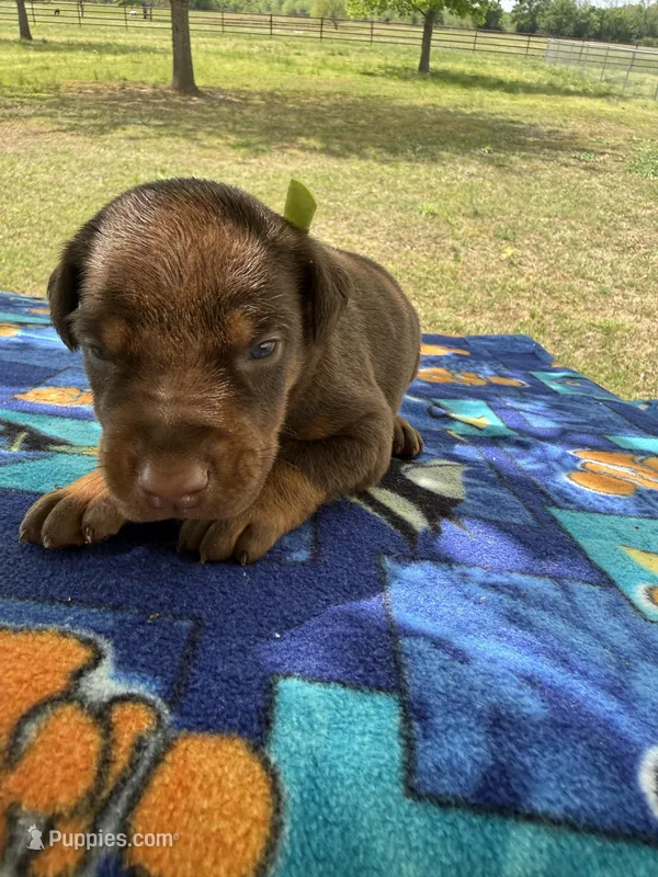 McCoy – Doberman Pinscher puppy for sale in Spiro, OK