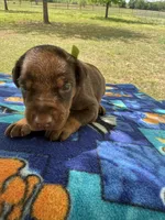 McCoy, a male Doberman Pinscher for sale in Spiro, OK – Photo 5 of 7