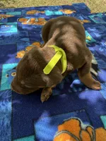 McCoy, a male Doberman Pinscher for sale in Spiro, OK – Photo 7 of 7