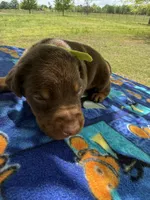 McCoy, a male Doberman Pinscher for sale in Spiro, OK – Photo 3 of 7