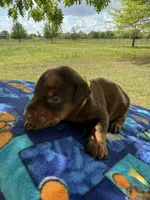 McCoy, a male Doberman Pinscher for sale in Spiro, OK – Photo 4 of 7