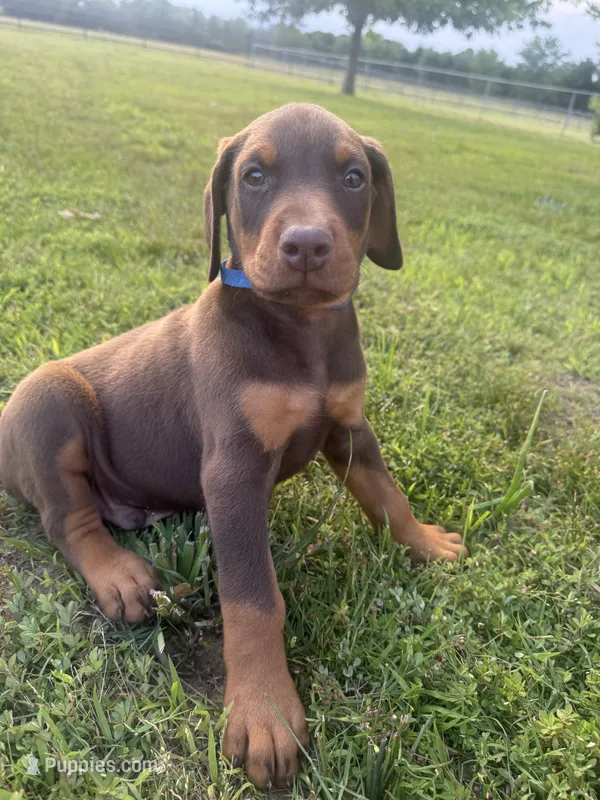McGru  – Doberman Pinscher puppy for sale in Spiro, OK