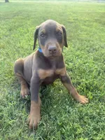 Cowboy, a male Doberman Pinscher for sale in Spiro, OK – 5 of 8