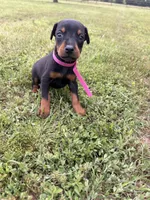 Summer, a female Doberman Pinscher for sale in Spiro, OK – 4 of 7