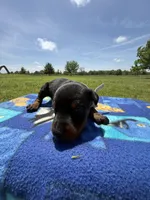 Sooner, a male Doberman Pinscher for sale in Spiro, OK – Photo 2 of 7