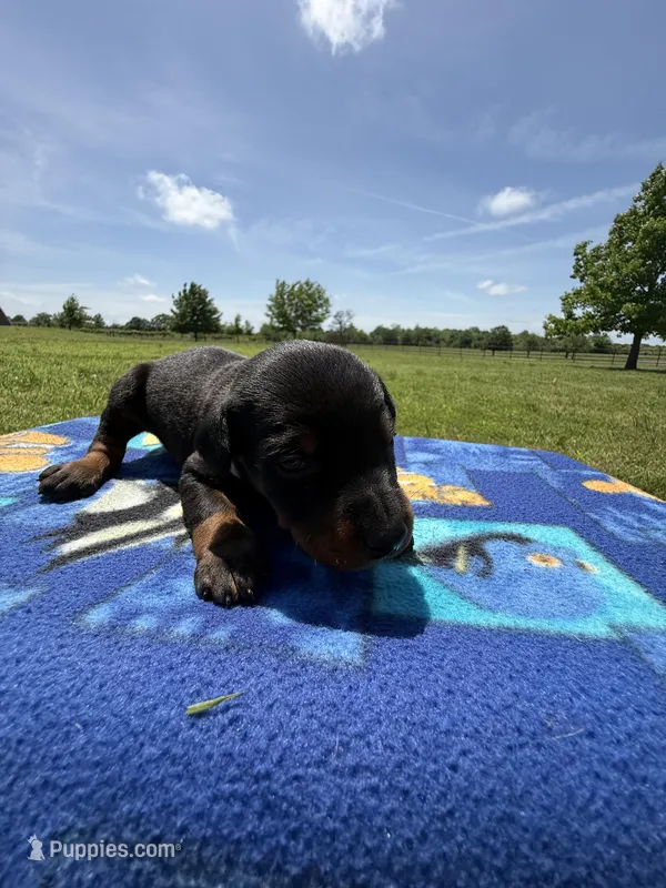 Sooner – Doberman Pinscher puppy for sale in Spiro, OK