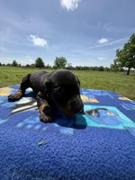 Sooner, a male Doberman Pinscher for sale in Spiro, OK – Photo 1 of 7
