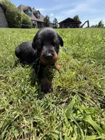 Sooner, a male Doberman Pinscher for sale in Spiro, OK – Photo 4 of 7