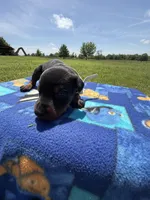 Sooner, a male Doberman Pinscher for sale in Spiro, OK – Photo 3 of 7