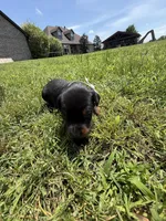 Sooner, a male Doberman Pinscher for sale in Spiro, OK – Photo 5 of 7