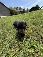 Sooner, a male Doberman Pinscher for sale in Spiro, OK – Photo 6 of 7