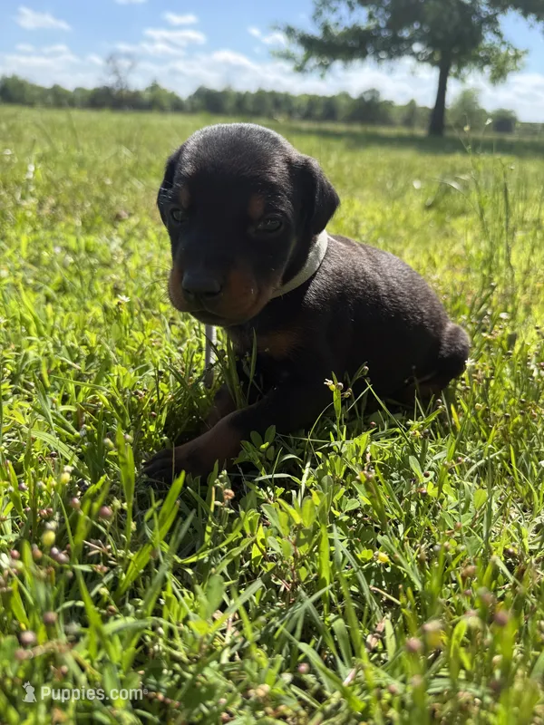 Sooner – Doberman Pinscher puppy for sale in Spiro, OK