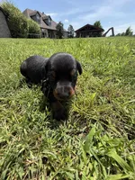 Sooner, a male Doberman Pinscher for sale in Spiro, OK – Photo 7 of 7