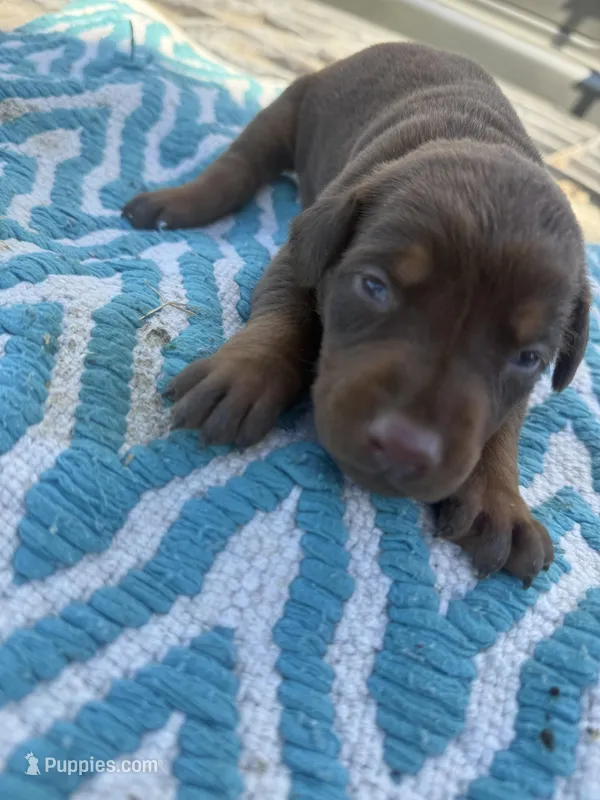 McKenzie – Doberman Pinscher puppy for sale in Spiro, OK