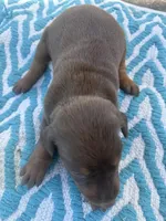 McKenzie, a female Doberman Pinscher for sale in Spiro, OK – Photo 2 of 2