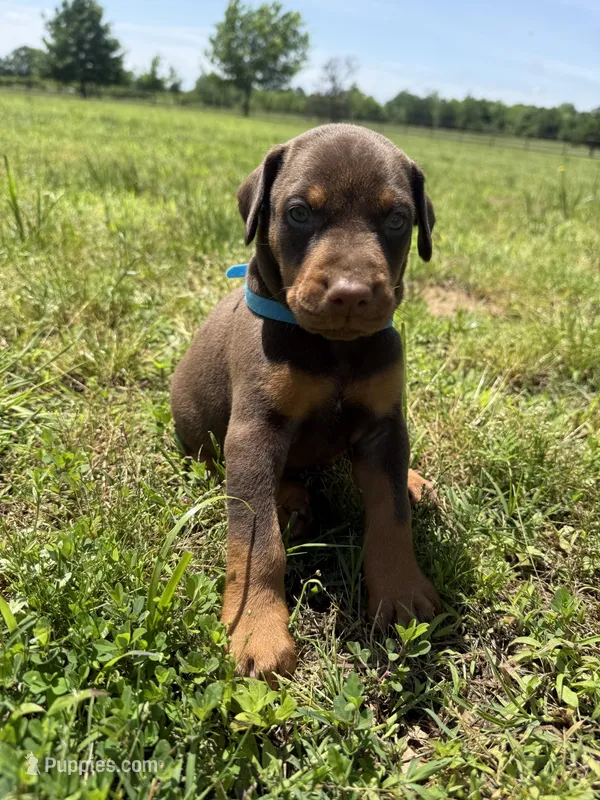 McSlick – Doberman Pinscher puppy for sale in Spiro, OK