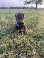 McSlick, a male Doberman Pinscher for sale in Spiro, OK – Photo 5 of 5