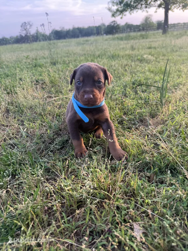 McSlick – Doberman Pinscher puppy for sale in Spiro, OK