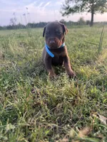 McSlick, a male Doberman Pinscher for sale in Spiro, OK – Photo 4 of 5