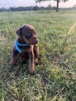 McSlick, a male Doberman Pinscher for sale in Spiro, OK – Photo 3 of 5