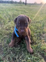 McSlick, a male Doberman Pinscher for sale in Spiro, OK – Photo 2 of 5