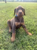 Cowboy, a male Doberman Pinscher for sale in Spiro, OK – 7 of 8