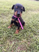 Summer, a female Doberman Pinscher for sale in Spiro, OK – 2 of 7