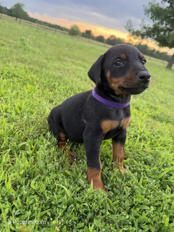 Honey – Doberman Pinscher puppy for sale in Spiro, OK
