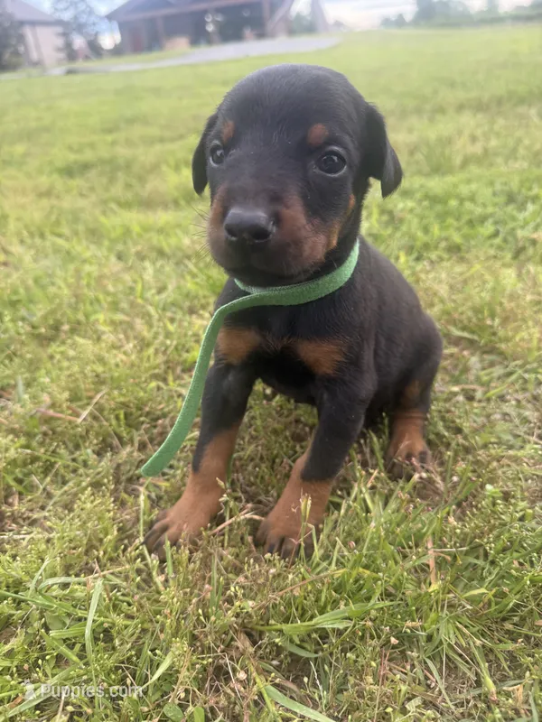 Boomer – Doberman Pinscher puppy for sale in Spiro, OK