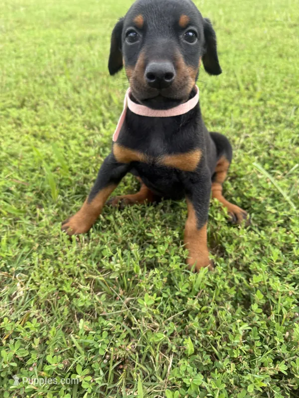Reba – Doberman Pinscher puppy for sale in Spiro, OK