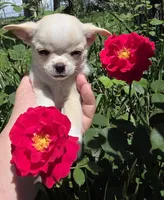 Rolin, a male Chihuahua for sale in Lincoln, NE – 6 of 6