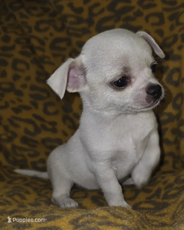 Snoop – Chihuahua puppy for sale in Lincoln, NE