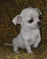 Snoop, a male Chihuahua for sale in Lincoln, NE – 1 of 1