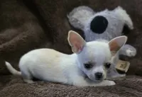 Rascal, a male Chihuahua for sale in Lincoln, NE – 8 of 9