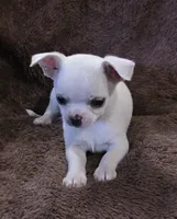 Royce, a male Chihuahua for sale in Lincoln, NE – 5 of 5