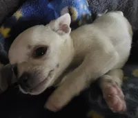 Snoop, a male Chihuahua for sale in Lincoln, NE – 6 of 6