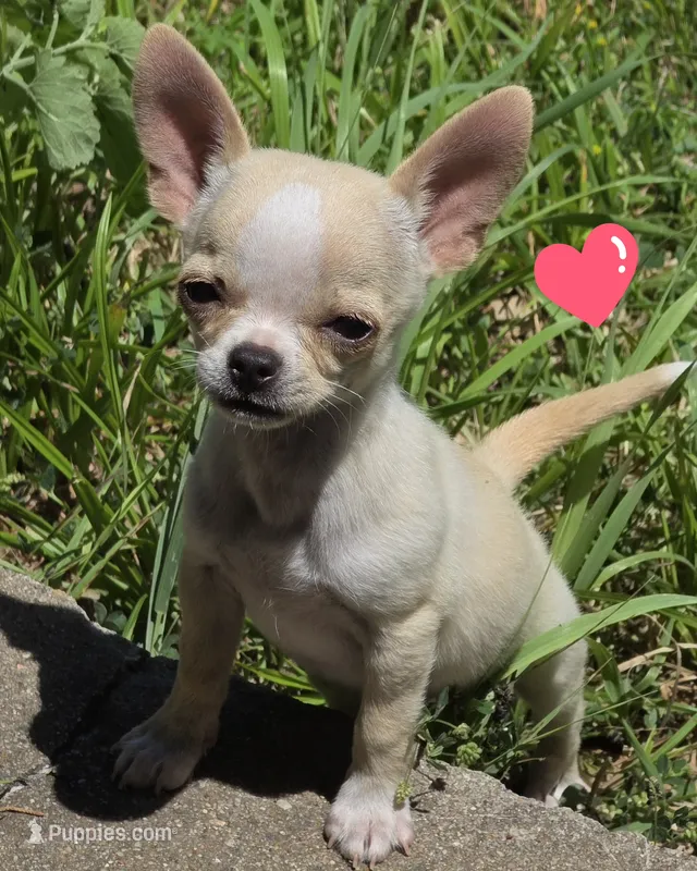 Rascal – Chihuahua puppy for sale in Lincoln, NE