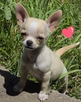 Rascal, a male Chihuahua for sale in Lincoln, NE – 1 of 9