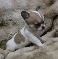 Spanky, a male Chihuahua for sale in Lincoln, NE – 4 of 6
