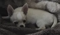Rolin, a male Chihuahua for sale in Lincoln, NE – 3 of 6