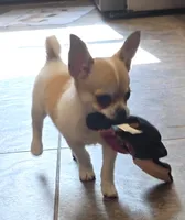 Spanky, a male Chihuahua for sale in Lincoln, NE – 4 of 8