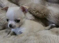 Rascal, a male Chihuahua for sale in Lincoln, NE – 1 of 4