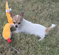 Spanky reduced , a male Chihuahua for sale in Lincoln, NE – 2 of 10