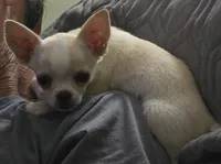 Rolin, a male Chihuahua for sale in Lincoln, NE – 2 of 6
