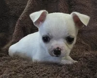 Royce, a male Chihuahua for sale in Lincoln, NE – 3 of 3