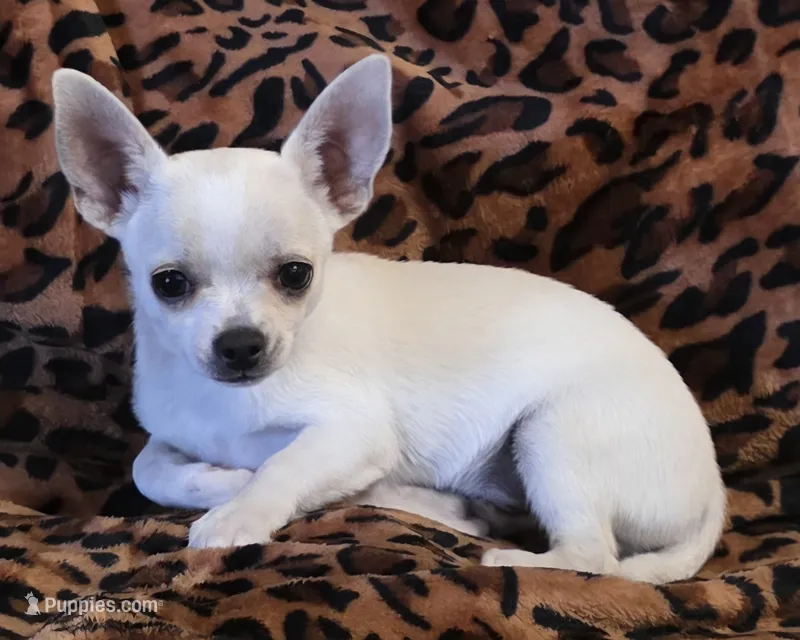 Snoop – Chihuahua puppy for sale in Lincoln, NE