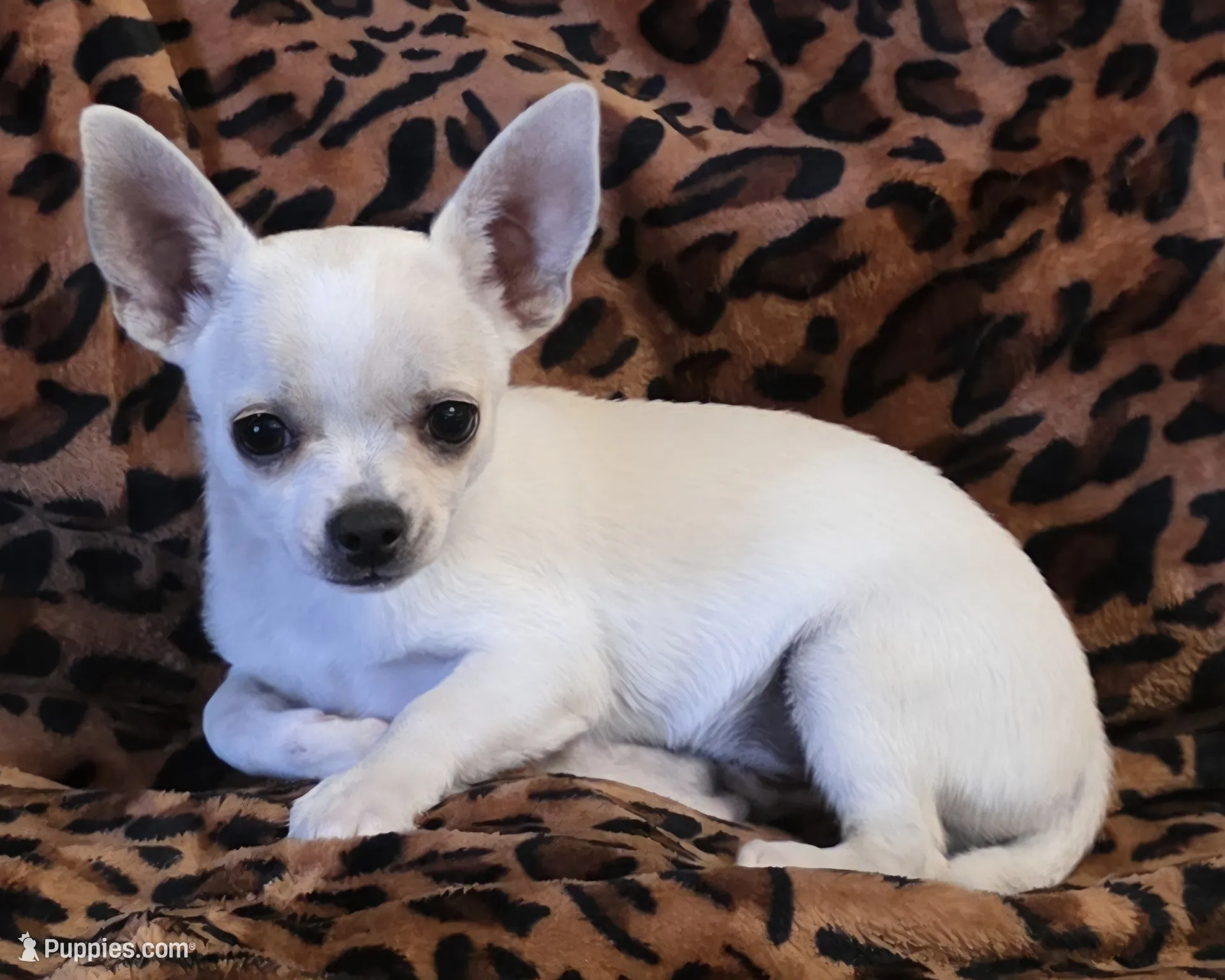 Snoop (reduced) – Chihuahua Puppy for Sale in Lincoln | Puppies.com