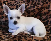 Snoop (reduced), a male Chihuahua for sale in Lincoln, NE – 1 of 7